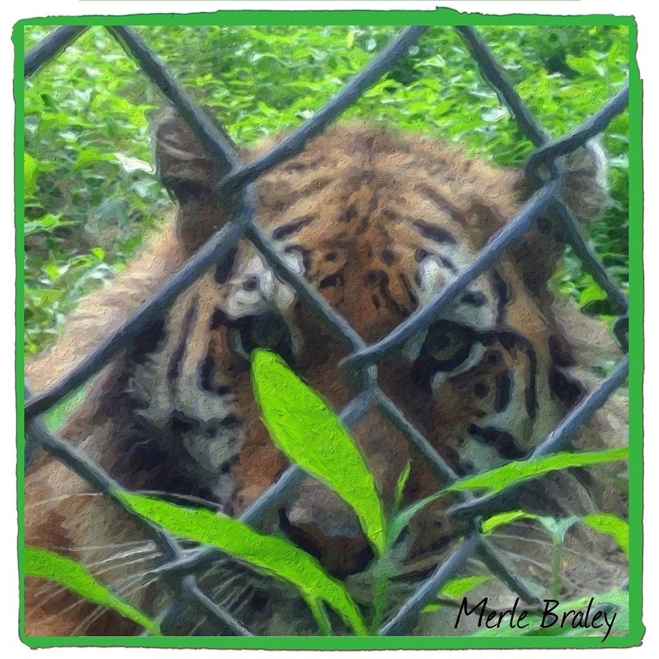 Aria Tiger